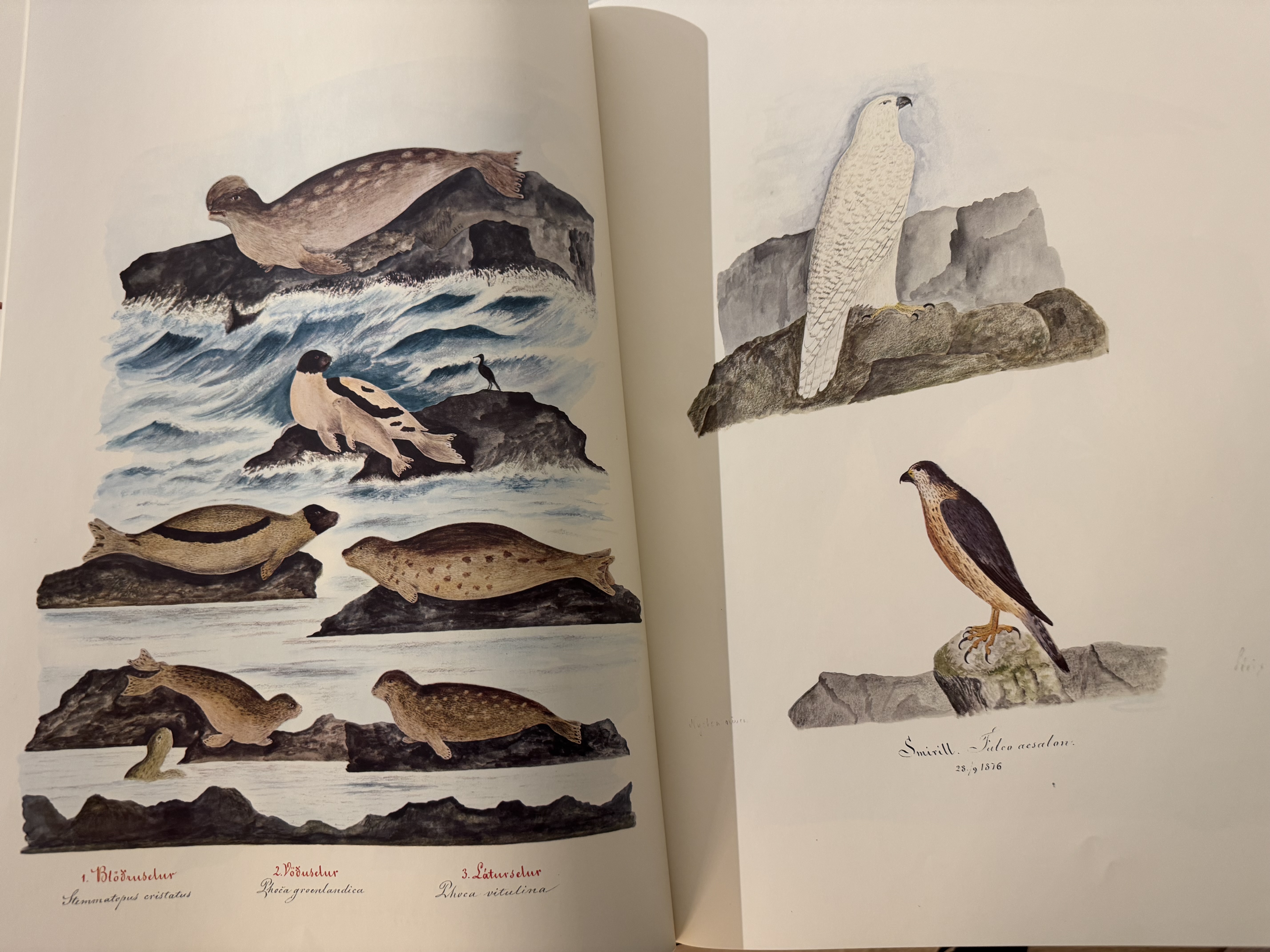 Dýraríki Íslands - Teiknað af Benedikt Gröndal