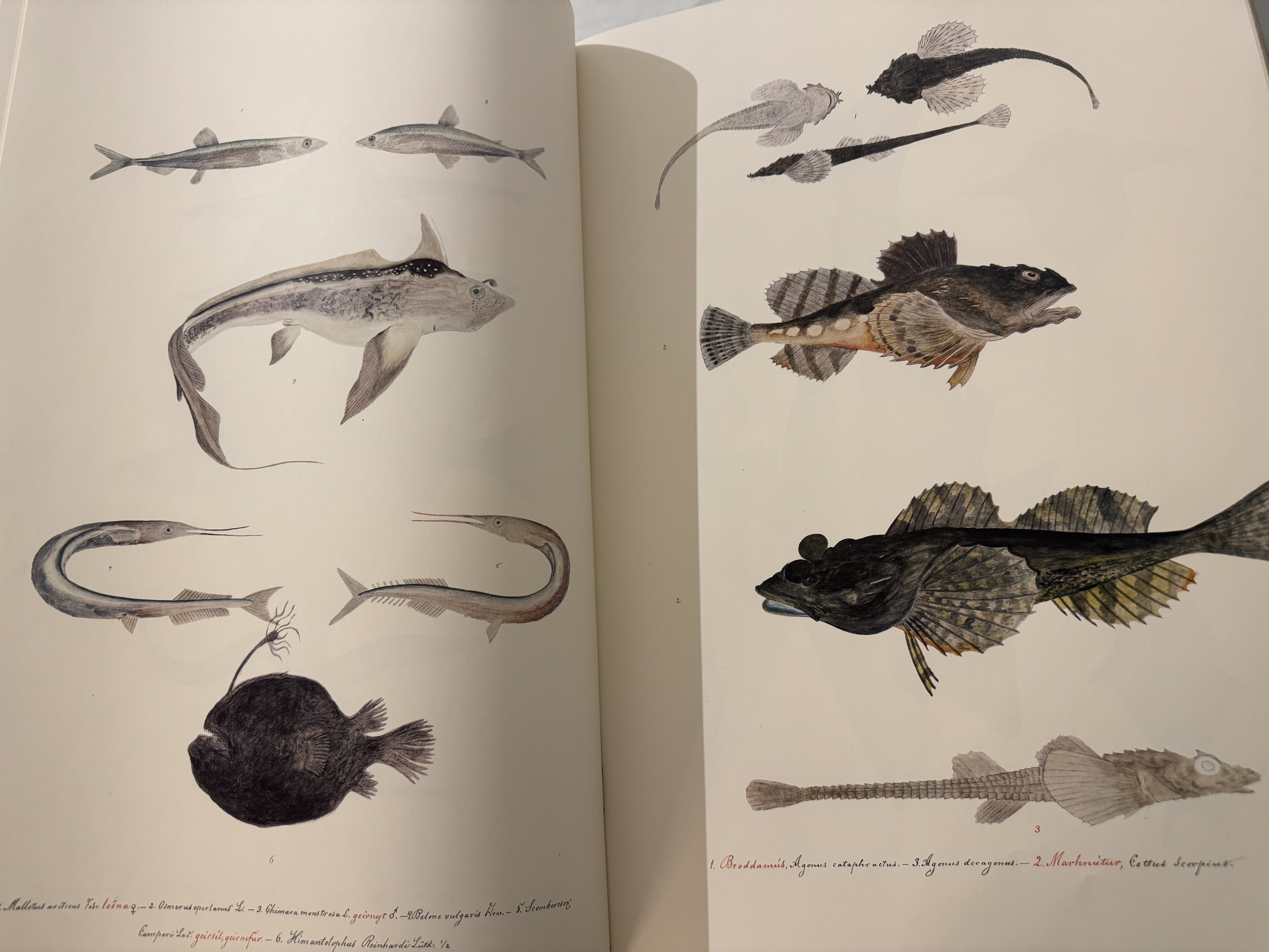 Dýraríki Íslands - Teiknað af Benedikt Gröndal